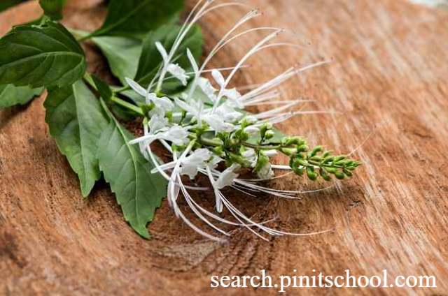 Manfaat Daun Kumis Kucing untuk Kesehatan