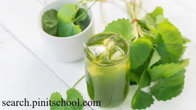 Manfaat Daun Antanan untuk Kesehatan Otak