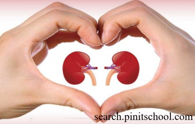 Rahasia Menjaga Ginjal Tetap Sehat dan Aktif